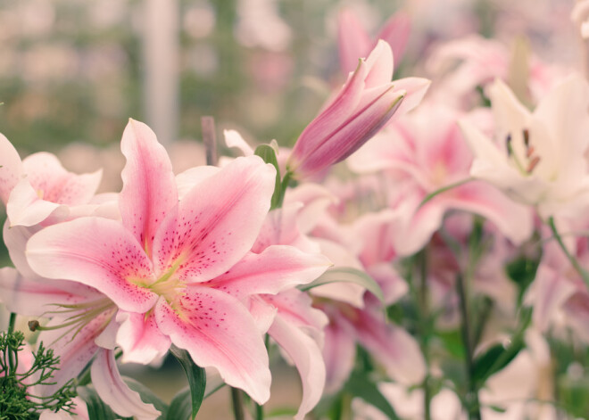 Tavs horoskops šodienai. Otrdiena, 6. augusts