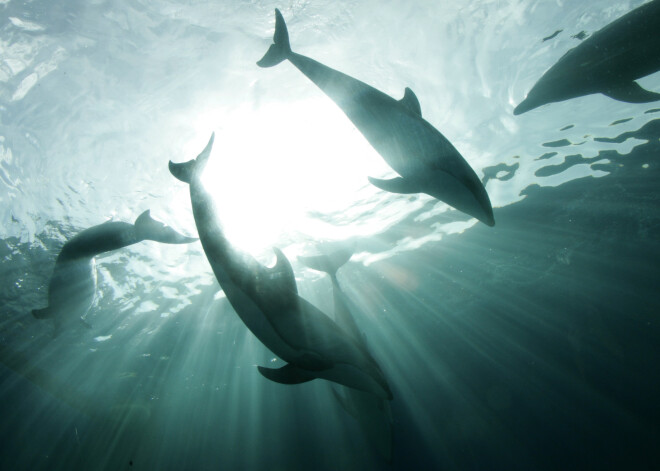 Neizprotama mistērija Itālijā: pie Toskānas krastiem izskaloti miruši vaļi un vairāki desmiti delfīnu