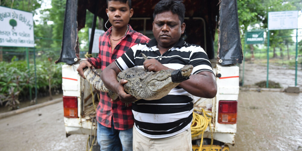 VIDEO: krokodils, peldot pa applūdušām Indijas pilsētas ielām, izraisījis pamatīgu paniku