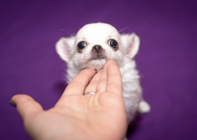 Tavs horoskops šodienai. Piektdiena, 9. augusts