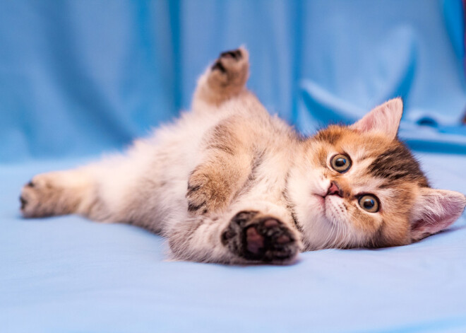 Tavs horoskops šodienai. Sestdiena, 10. augusts