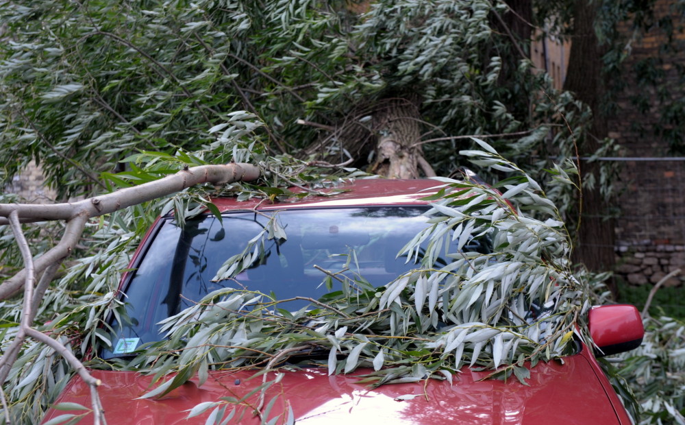 Машина поломалась дерево. Каштан упал на машину. Broken Tree.