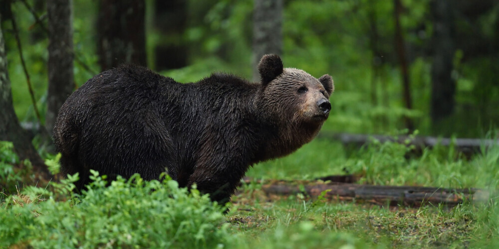 Igaunijā šosezon atļauts nošaut 69 lāčus