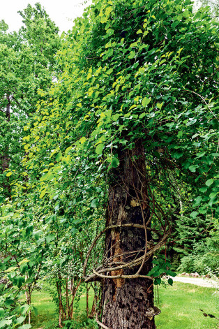 “Vēl nebijām te neko uzbūvējuši, kad apsē iespēra zibens, tā vidū pārlūza, un tur saauga vīteņi,” stāsta Agris. Izskatās pēc dabas veidotas skulptūras, it kā kāds ar dievišķu pirkstu būtu aptinis vīteņus ap sauso stumbru, un tas zaļo no jauna.