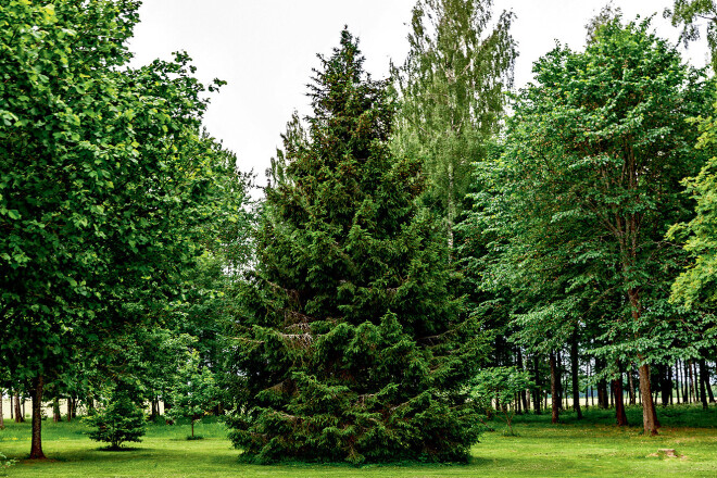 Pļavā slejas egle – perfekta, kā no pastkartes. Lampiņas tajā esot ierīkotas stacionāri, tās tur ir arī vasarā.