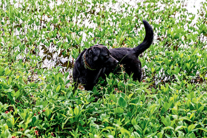 Melnais labradors Maksis ir mantots no kaimiņiem, kuri pārcēlušies uz dzīvi Īrijā. Saimnieki cer, ka suns atbaidīs zagļus. Maksis gan šo uzdevumu neveic – kad iebraucām sētā, viņš, stāvēdams starp puķu dobēm, laimīgs vicināja asti.