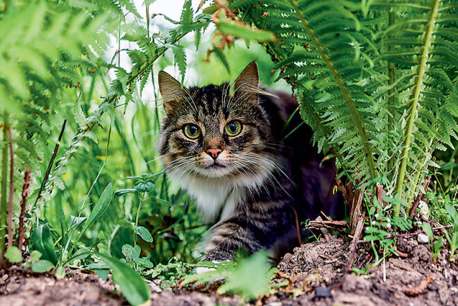 Kaķene Puķe ir ziņkārīga un atturīga. Bija pazudusi uz veselu mēnesi. Singita domās jau bija atvadījusies. Taujājusi kaimiņienei, kuras draudzene spējot sazināties ar dzīvnieku gariem, tā teikusi – varbūt arī atgriezīšoties, šis kaķenei esot pārdomu laiks. Agris noglāsta mājas mīluli: “Kur tu, Puķīt, Indijā biji?”