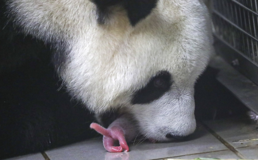 Beļģijas zoodārzā lielajai pandai piedzimuši mazmazītiņi dvīņi