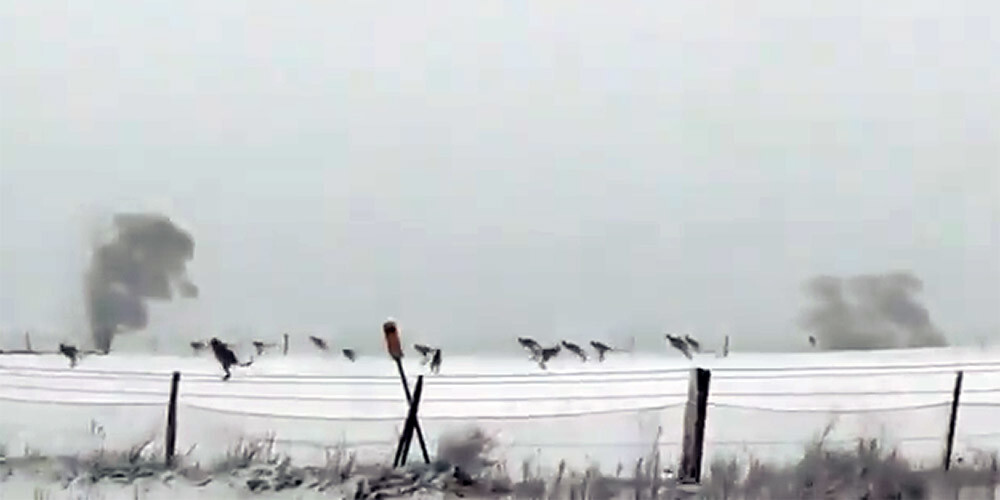 VIDEO: ko tādu katru dienu Austrālijā neredzēt - ķenguri sniegā