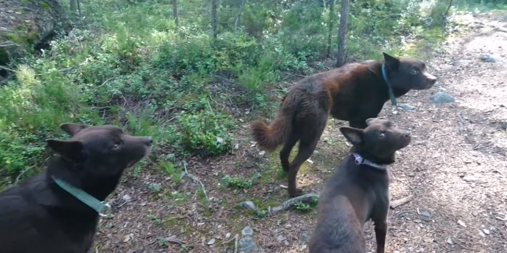 Живые статуи: три собаки поразили сеть умением сохранять полную неподвижность