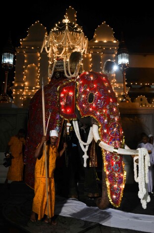 "Esala Perahera" budistu festivālā Šrilankā uzstājas dejotāji, dažādi publikas izklaidētāji un arī ziloņi, kurus apbrīno to spožo kostīmu dēļ.