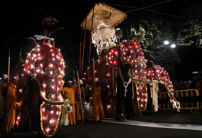 "Esala Perahera" budistu festivālā Šrilankā uzstājas dejotāji, dažādi publikas izklaidētāji un arī ziloņi, kurus apbrīno to spožo kostīmu dēļ.