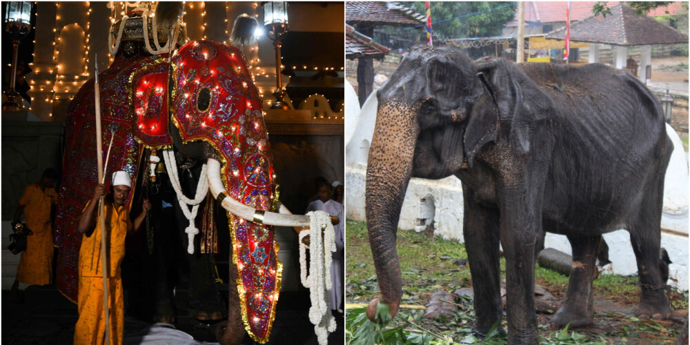 Izkāmējušo ķermeni paslēpj krāšņais kostīms - atklātībā nāk foto ar budistu ceremonijās Šrilankā izmantotu ziloni