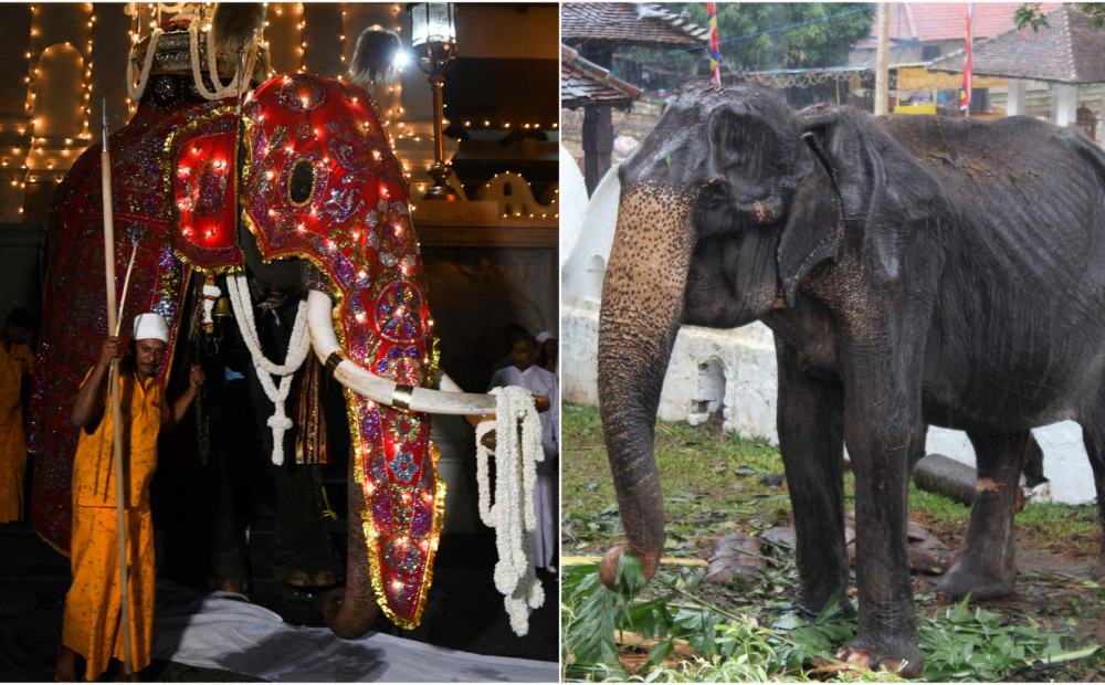 Izkāmējušo ķermeni paslēpj krāšņais kostīms - atklātībā nāk foto ar budistu ceremonijās Šrilankā izmantotu ziloni