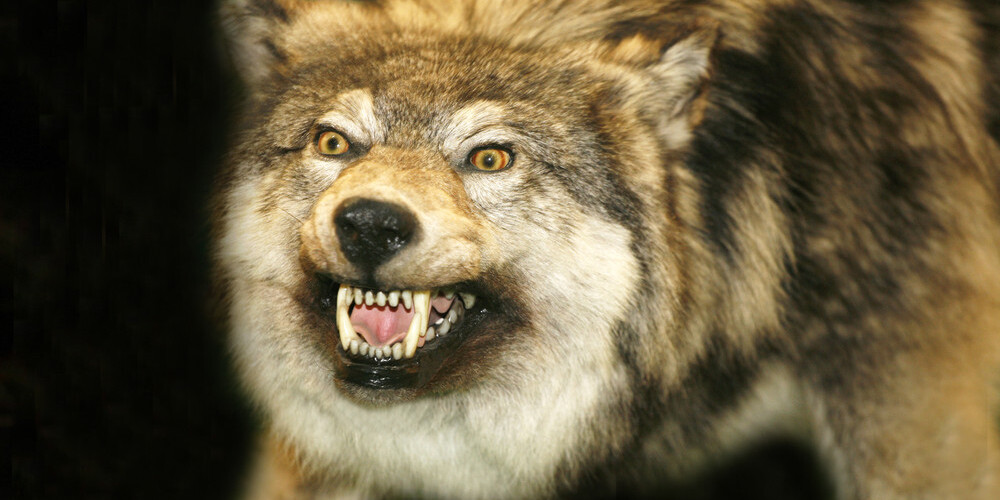 "Как в фильме ужасов": на семью, ночевавшую в кемпинге, напал озверевший волк