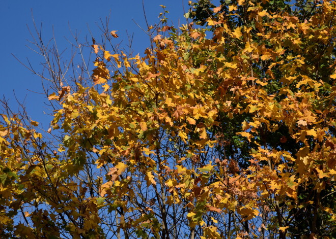 Toms Bricis nāk klajā ar pirmajām ziņām par to, kāds būs rudens Latvijā