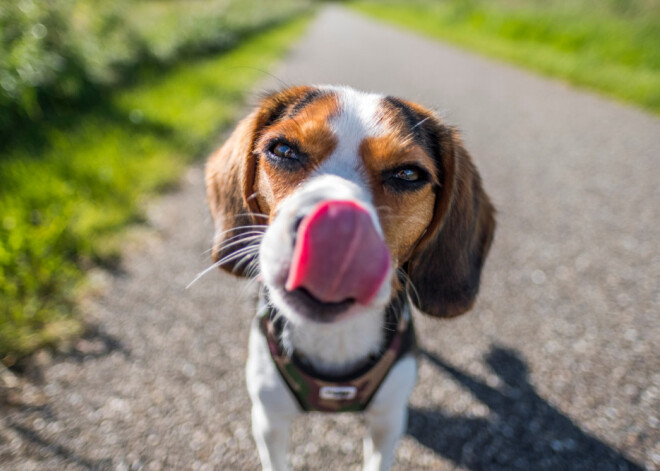 Tavs horoskops šodienai. Trešdiena, 21. augusts