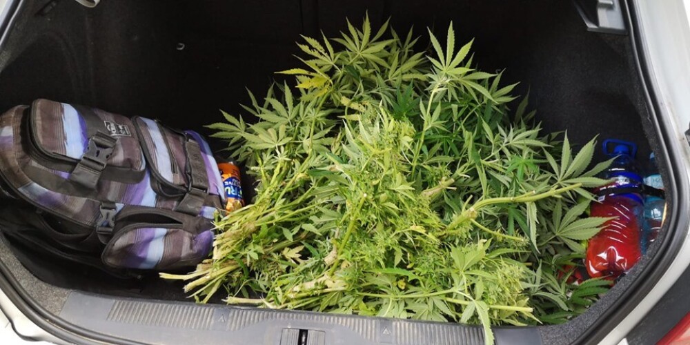 Mežā Jūrmalā policisti konstatē podos sastādītus lielus marihuānas augus