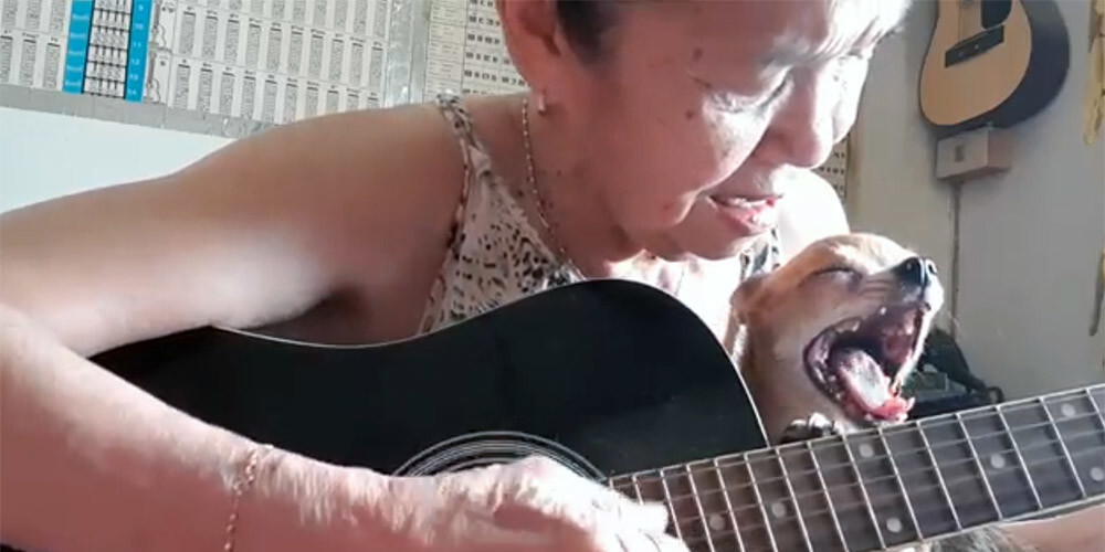 VIDEO: 70 gadus vecās taizemietes dziedājums un viņas miegainā čivava aizkustina pasauli