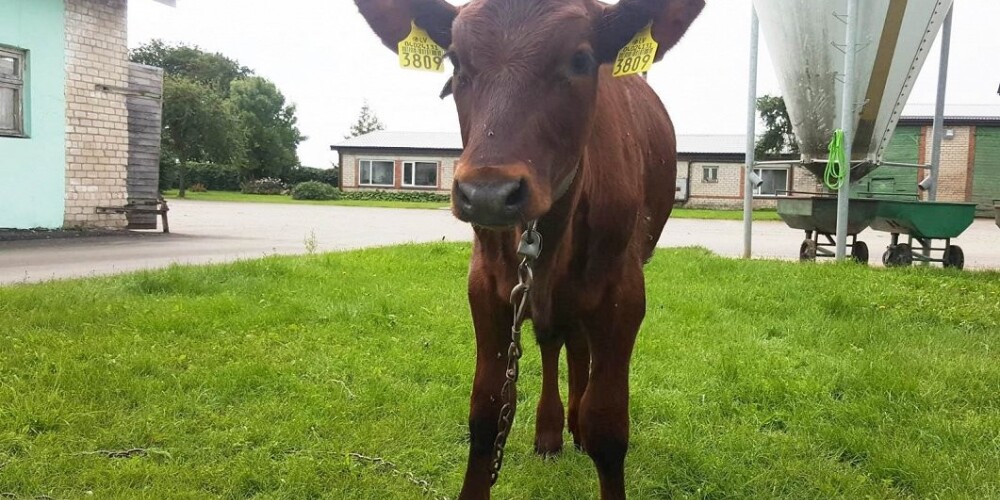 Latvijā piedzimis un jau paaudzies pirmais zinātniskā eksperimentā radītais brūnās govs teliņš