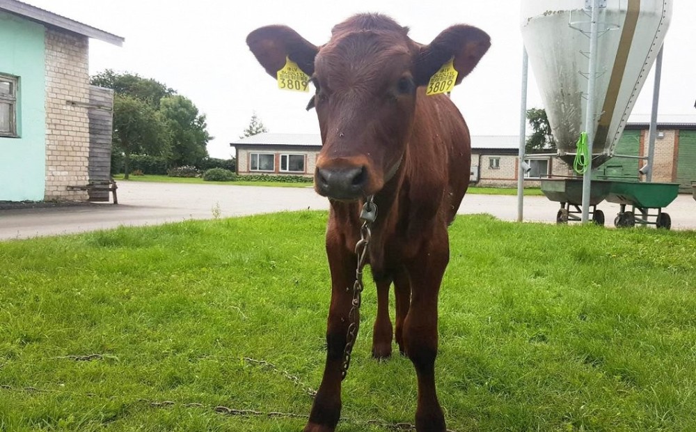 Latvijā piedzimis un jau paaudzies pirmais zinātniskā eksperimentā radītais brūnās govs teliņš