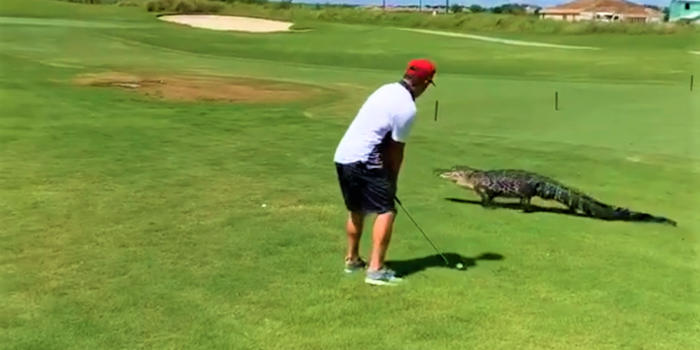 VIDEO: spēlē iegrimis golferis sit bumbiņu pāri laukumā ieklīdušam aligatoram