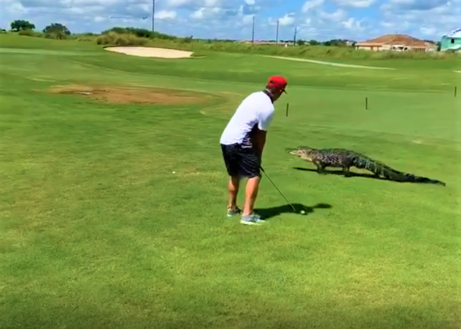 VIDEO: spēlē iegrimis golferis sit bumbiņu pāri laukumā ieklīdušam aligatoram