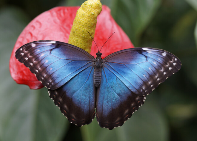 Tavs horoskops šodienai. Trešdiena, 4. septembris