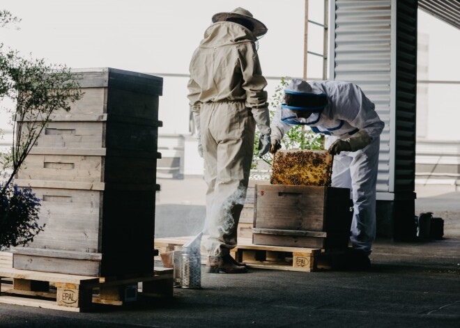 Bites uz "Stockmann" jumta ievākušas 370 kilogramus medus