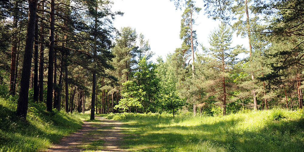 Rīgas dome atbalsta 5 miljonus eiro vērto torņa un pastaigu takas izveidi Mežaparkā