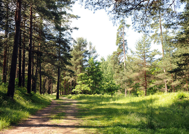 Rīgas dome atbalsta 5 miljonus eiro vērto torņa un pastaigu takas izveidi Mežaparkā