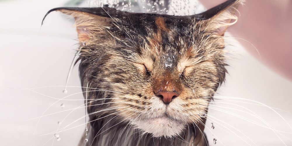 Vai kaķus vajag mazgāt? Veterinārārstes skaidrojums