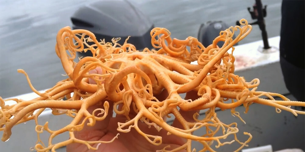 Kā šausmu filmas VIDEO: zvejnieki notvēruši dīvainu radījumu ar taustekļiem