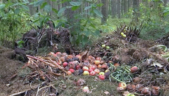 Dažādu dārza atkritumu nogādāšana mežā var radīt kaitējumu videi, tāpēc par šāda veida piemēslošanu var saņemt arī sodu.