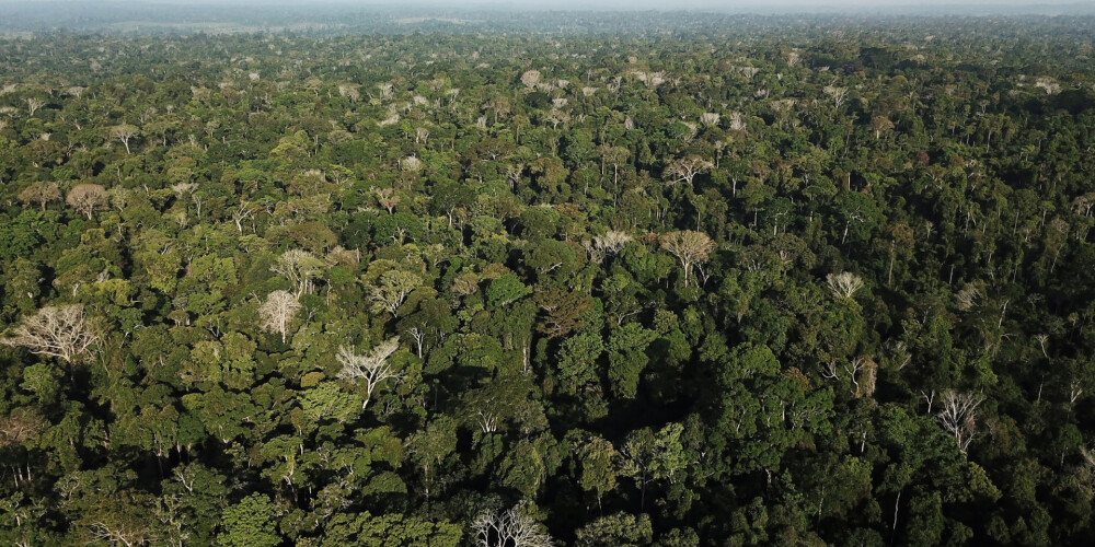 Amazones reģiona valstis paraksta paktu lietusmežu saglabāšanai