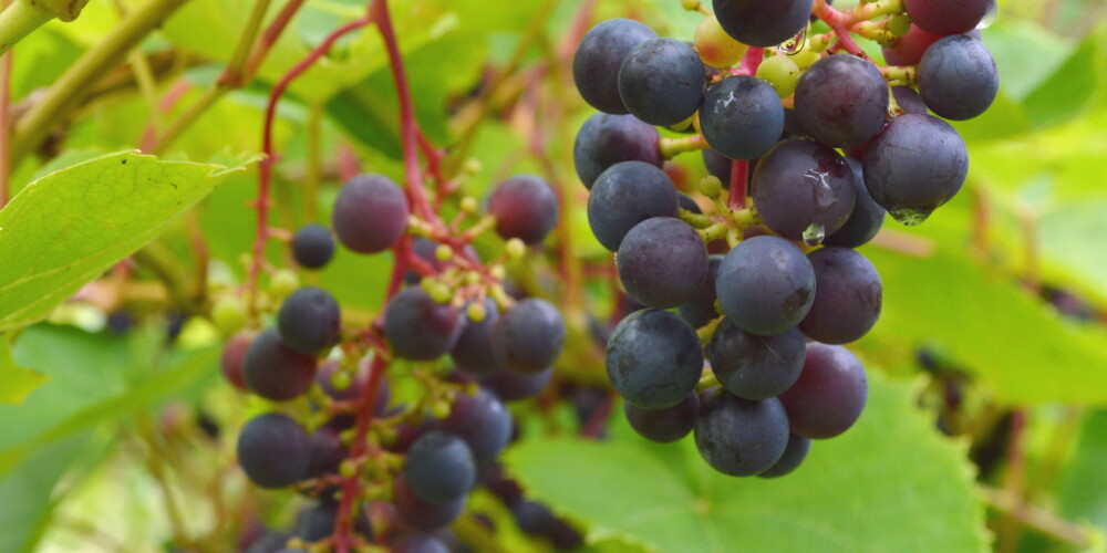 Latvijas klimats ik gadu kļūst arvien piemērotāks vīnogu audzēšanai