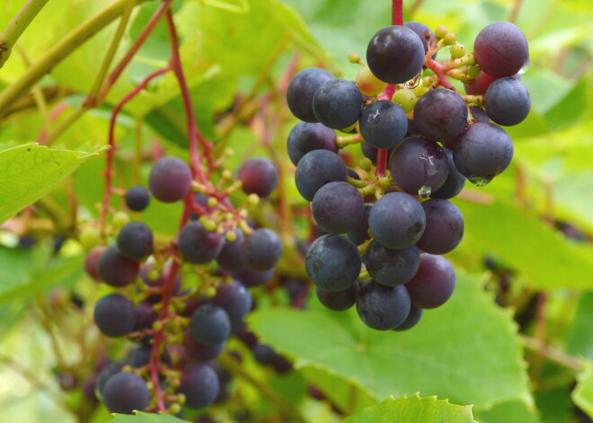 Latvijas klimats ik gadu kļūst arvien piemērotāks vīnogu audzēšanai