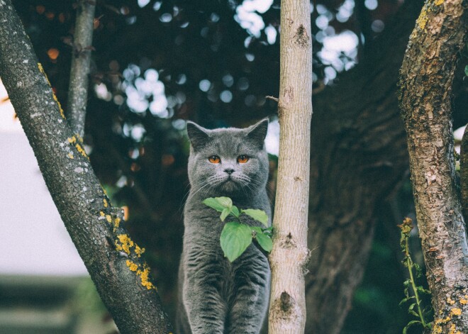 Horoskops visām zodiaka zīmēm - trešdiena, 11. septembris