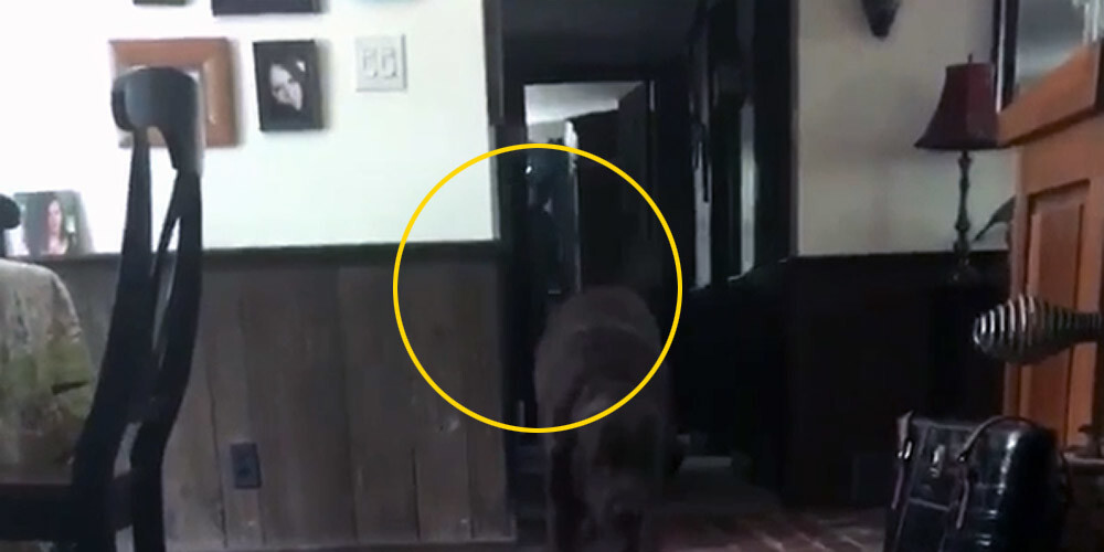 VIDEO: saimnieks draudzenei palūdza nofilmēt suņus, bet fonā iekļuva arī mistiska figūra