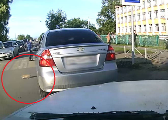 Видео: водитель спас котенка за мгновения до гибели