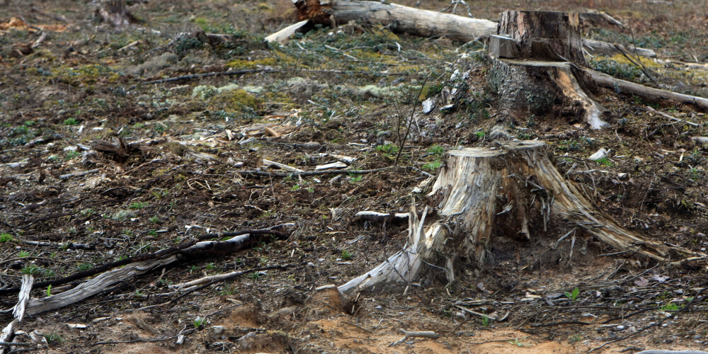 Tūkstošiem eiro vērti kokmateriāli pazuduši arī uz mūsu robežas ar Igauniju