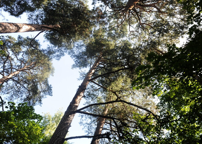 Piešķir zemi skatu torņa un pastaigu takas izbūvei Mežaparkā