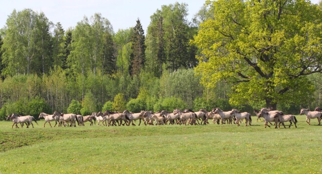 Palieņu noganīšanas metodeir ilgtspējīgākā no visām - lai saglabātu ainavu, ir jābūt kādam, kas ar prieku visu gadu plūc zāli un krūmu atvases.