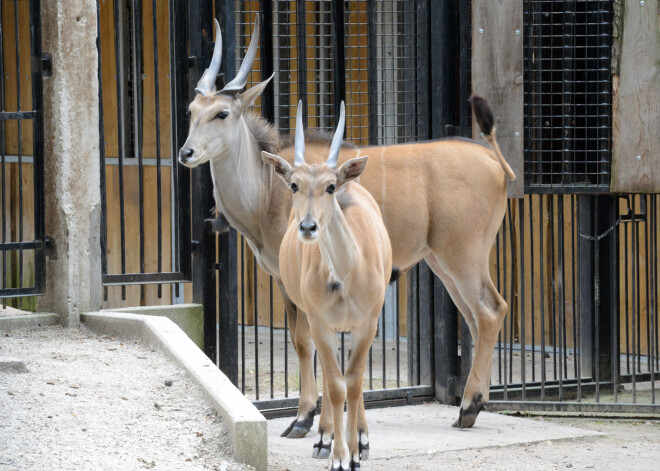 Rīgas Zooloģiskais dārzs sāk apsaimniekot "Āfrikas savannu"