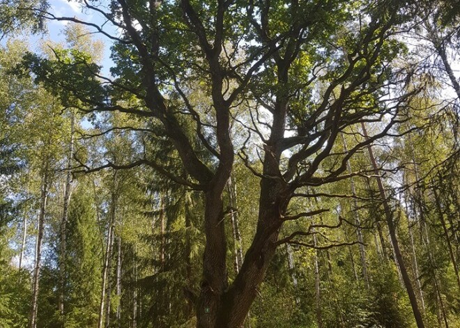 Talcinieki atklāj četrus jaunus dižozolus