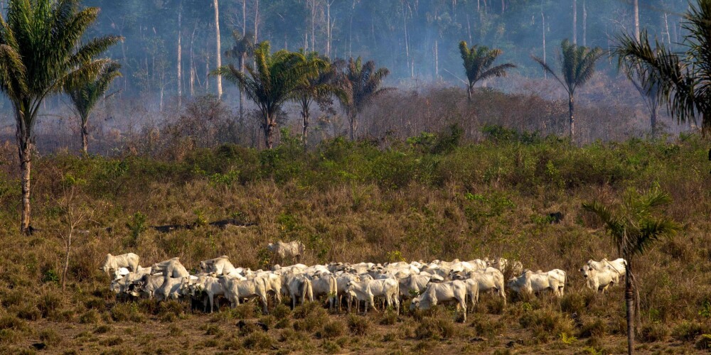 Brazīlijā saistība ar Amazones ugunsgrēkiem aizturēti 63 cilvēki