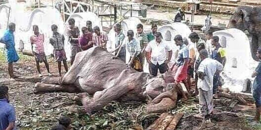 Traģiski beidzies stāsts par budistu rituālos Šrilankā paverdzināto un nobadināto ziloni Tikiri
