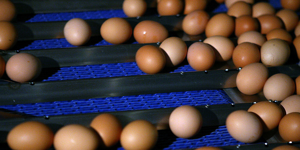 "Gutenbergs terase" jau šobrīd ir izslēdzis sprostos dētas vistu olas un to produktus no restorāna ēdieniem.