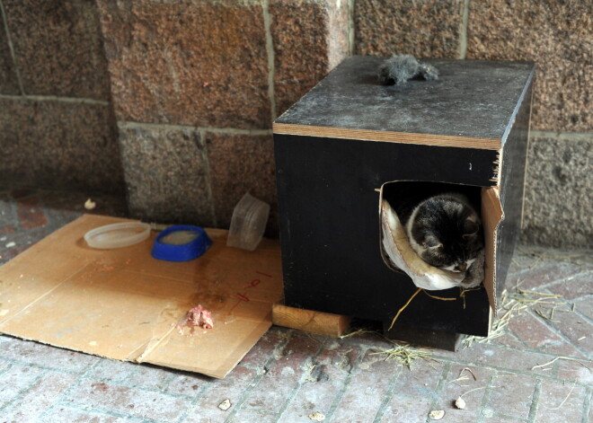 Latvijas vetārsti neatbalsta ieceri Pārdaugavā ierīkot klaiņojošo "kaķu pilsētiņu"