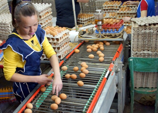 Ukrainas vistas pārbaro ar antibiotikām. Vai mums jāuzmanās no Ukrainas vistkopības produkcijas?